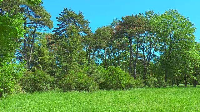 森林边缘。我们看到了田野，灌木丛，树木和天空视频素材