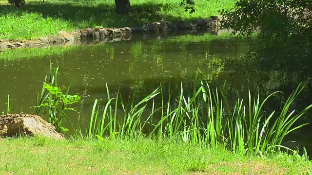 海滩森林池塘春天阳光明媚的一天视频素材