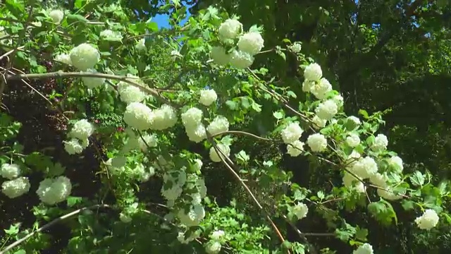 野生动物中有白色花的荚蒾灌木视频素材