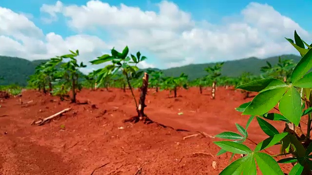 种植在种植园中的木薯视频素材