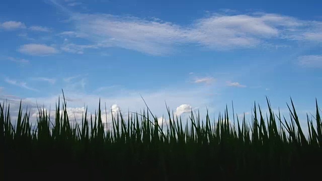 稻田与天空，滑梯拍摄视频素材