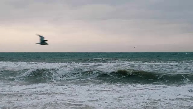 海鸥在黎明前飞过海面视频素材