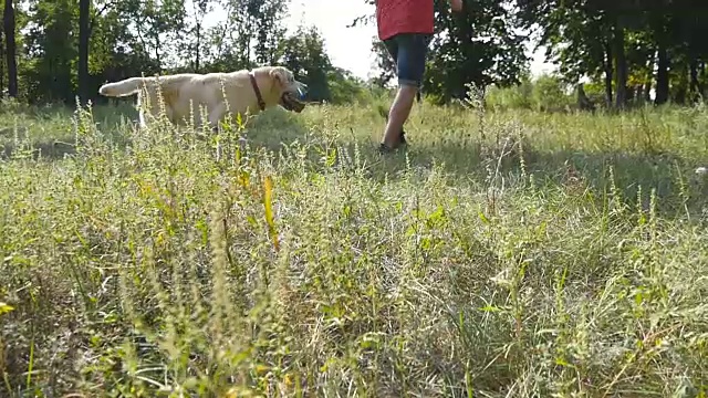 年轻人和他的狗品种拉布拉多犬或金毛猎犬在野外奔跑。男主人和他的家养动物在公园里玩耍。慢动作视频素材