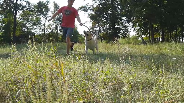 年轻人和他的狗品种拉布拉多犬或金毛猎犬在野外奔跑。男主人和他的家养动物在公园里玩耍。慢动作视频素材