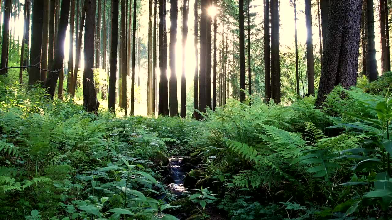 瀑布倾泻在森林里的小山河上视频下载