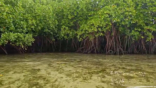 漂浮在红树林岸边视频素材