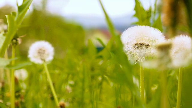 蒲公英与树叶慢动作视频素材