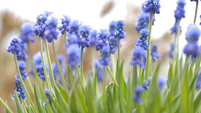 Muscari armeniacum。花园里的风信子视频素材