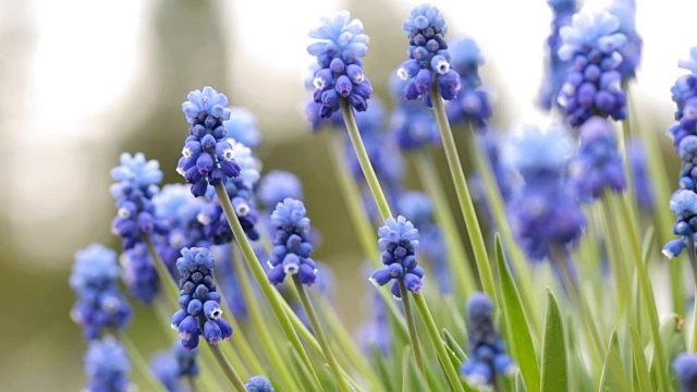 Muscari armeniacum。花园里的风信子视频素材