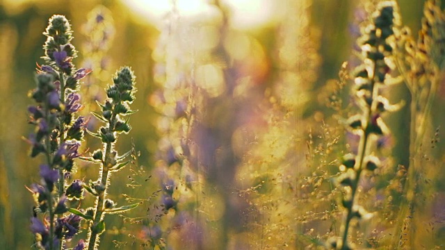 清晨花散花散。视频素材