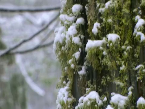 美国加利福尼亚州约塞米蒂国家公园的树林里飘落的雪花视频素材