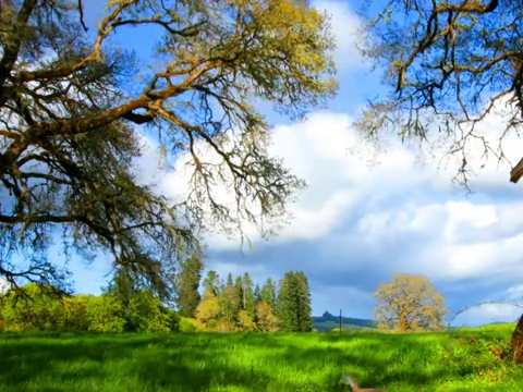 time-lapse field of trees . time-lapse of grass field with trees and rainbow .草地上有树和彩虹视频素材