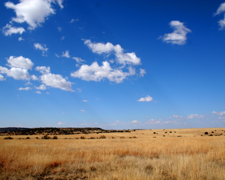 time-lapse clouds in blue sky passing wheat field .延时云在蓝天通过麦田视频素材