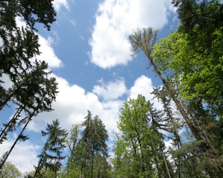 time-lapse forest floor watches skyTime-lapse of clouds passing by forest floor .从森林地面经过的云视频素材