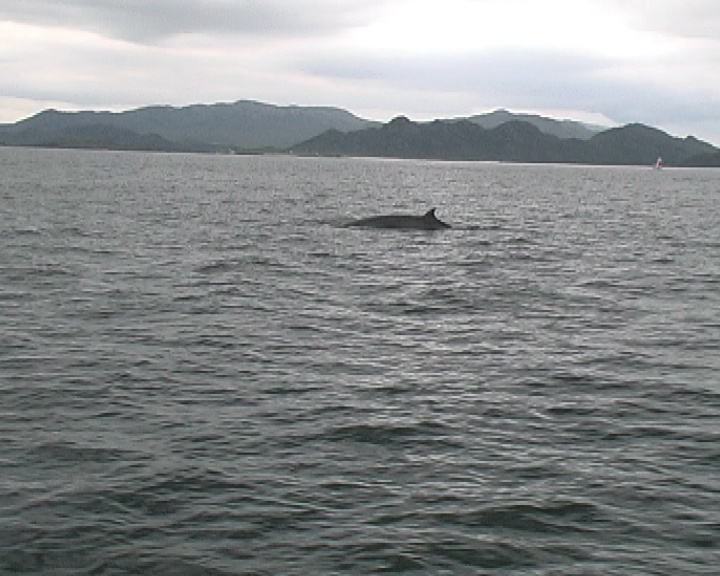 小须鲸浮出水面，赫布里底群岛在后面视频素材