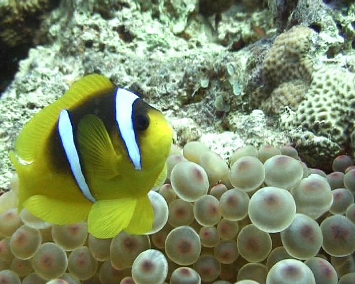 中拍海葵鱼。视频素材