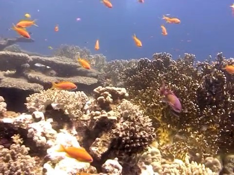 中拍摄丰富多彩的珊瑚礁生活。视频素材