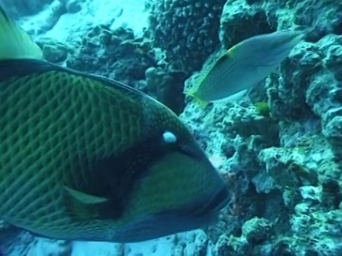 中等近距离的大鹦鹉鱼捕食珊瑚视频素材