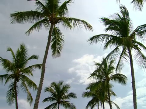 MS, LA，棕榈树顶端，Harbour Island, Bahamas视频素材