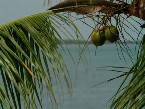 在微风中，棕榈树枝和椰子，港湾岛，巴哈马视频下载