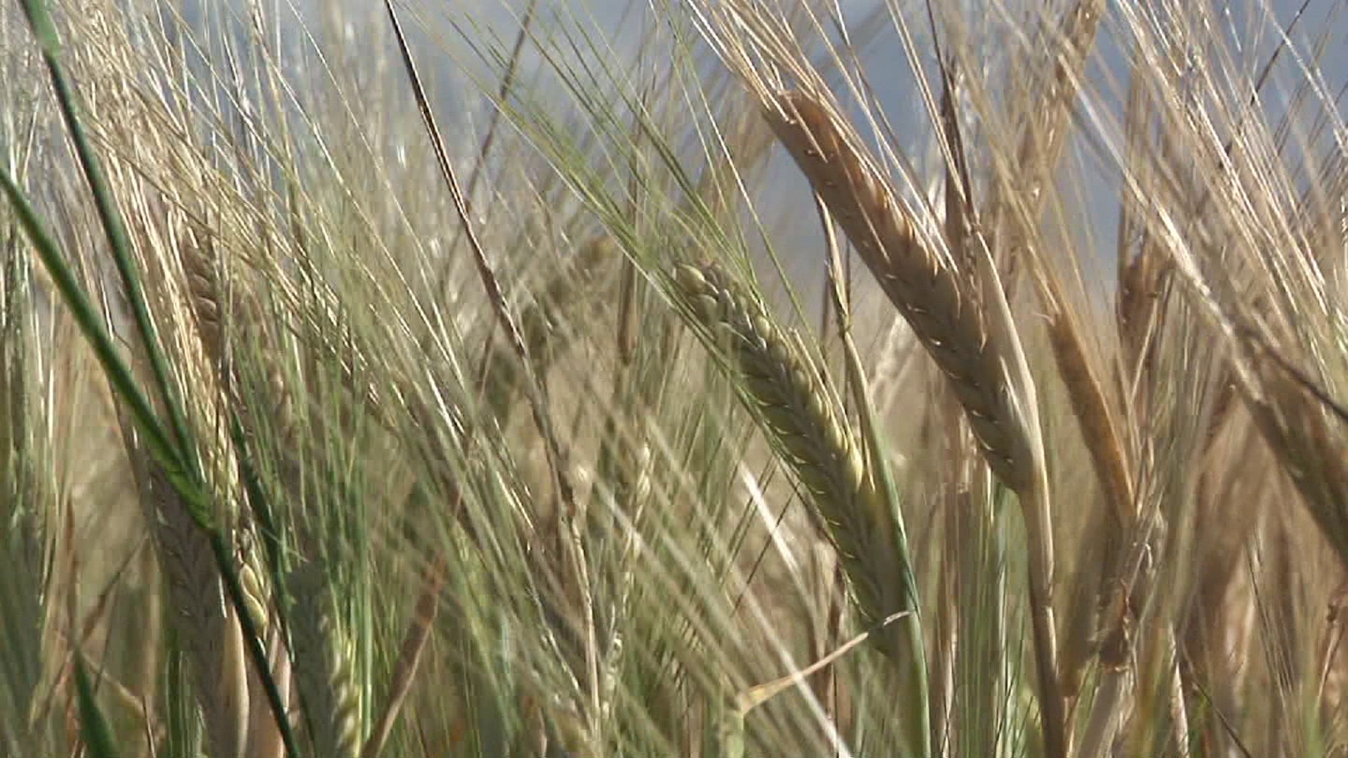 CU，美国爱达荷州田间小麦种植视频素材