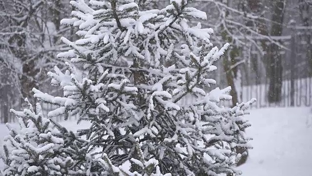 雪落在冬天公园的树上。降雪。雪覆盖了树。暴风雪。被雪覆盖的树。慢镜头降雪视频素材