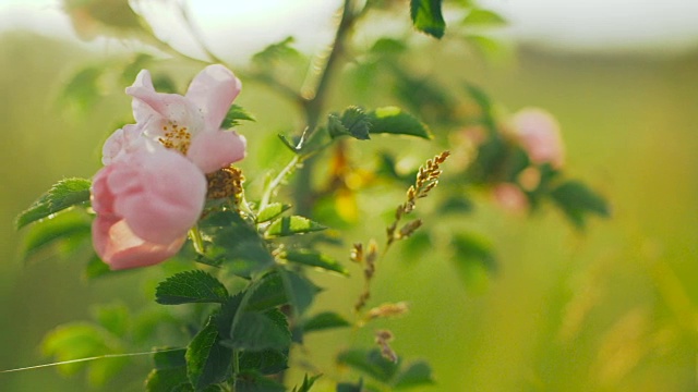 玫瑰在清晨开花。视频素材