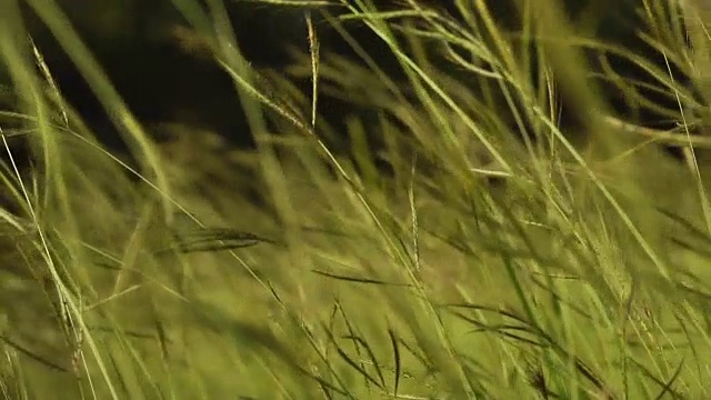 风吹草花，慢镜头拍摄视频素材