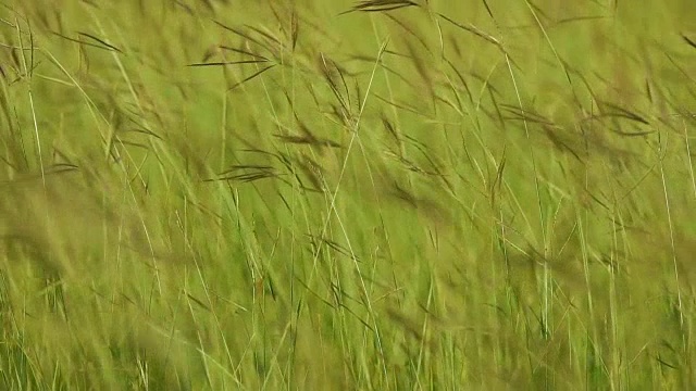 风吹草花，慢镜头拍摄视频素材