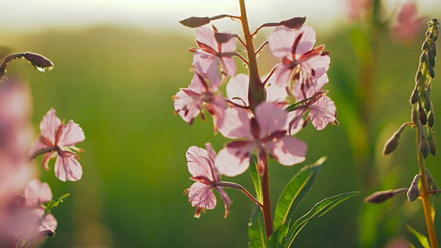 清晨花Fireweed。视频素材