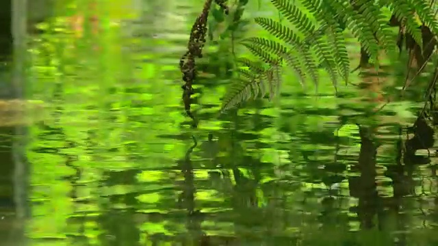 鲜绿的倒影在溪水中。嫩绿的枝叶和小河。视频素材