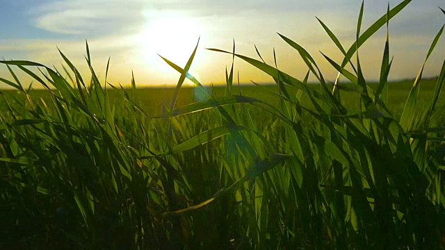 绿色的草地和蓝色的天空映衬着橙色的夕阳视频素材