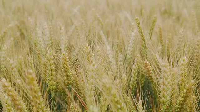 近距离观察未成熟的小麦在风中摇摆视频素材