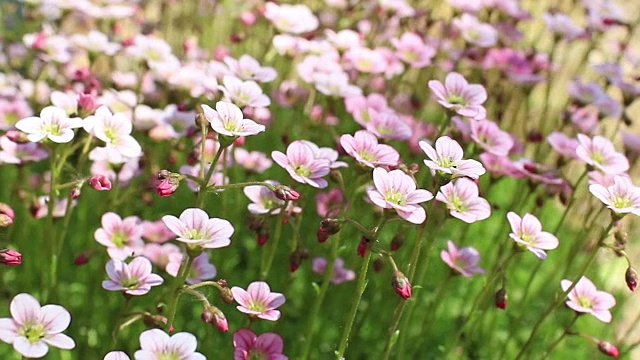 开花苔藓视频素材