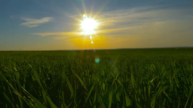 绿色的草地和蓝色的天空映衬着橙色的夕阳视频素材