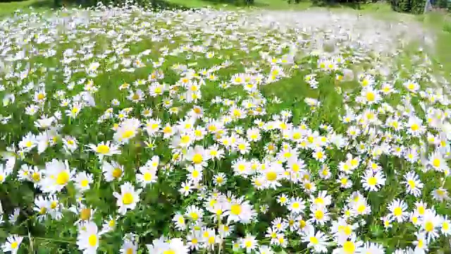 白色雏菊的田野视频素材