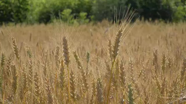 麦田在风中摇曳视频素材