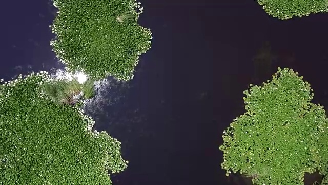 睡莲的全景，无人机从上面拍摄的画面视频素材