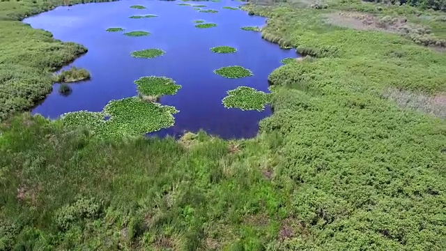 睡莲的全景，无人机从上面拍摄的画面视频素材