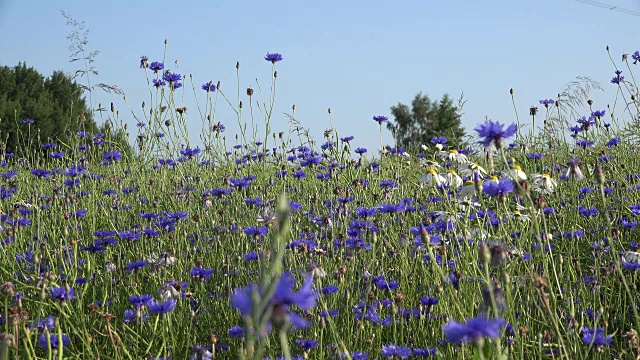 矢车菊、雏菊和蜜蜂从花朵中采集花蜜。FullHD视频素材