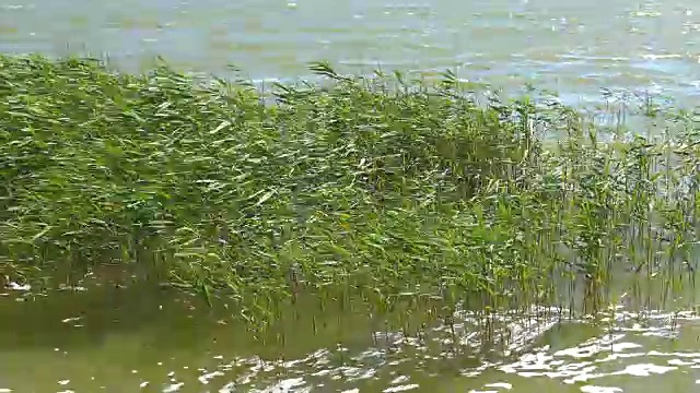 岸边的湖里有芦苇视频素材