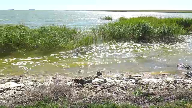 湖边的芦苇视频素材