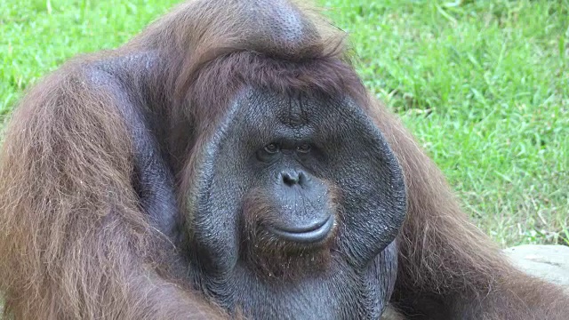 orangutans也拼作orangutan, orangutang或orang-utang，分类在Pongo属视频素材