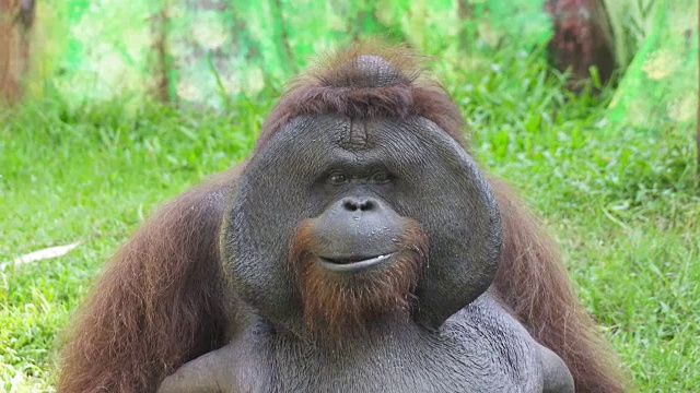 orangutans也拼作orangutan, orangutang或orang-utang，分类在Pongo属视频素材