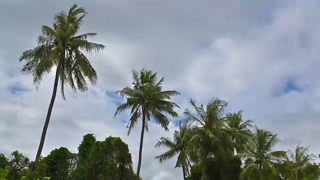 泰国雨季暴风雨来临前，强风摇动着椰子树。视频素材