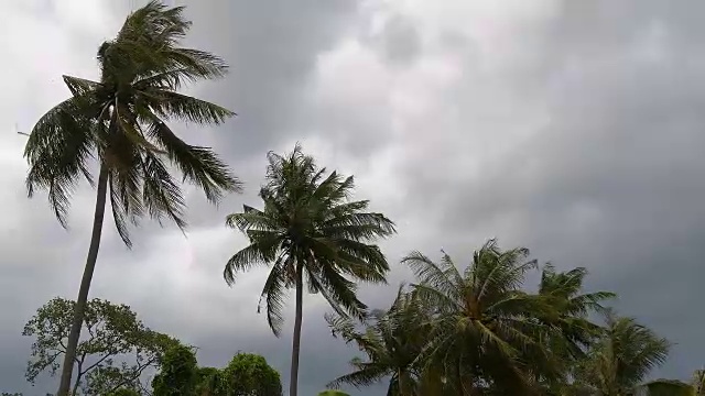 泰国雨季暴风雨来临前，强风摇动着椰子树。视频素材