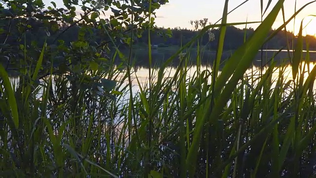 森林湖上的日落视频素材