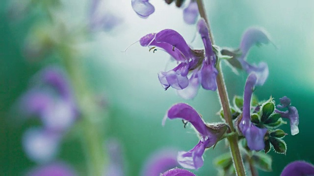 美丽的紫色的花视频素材