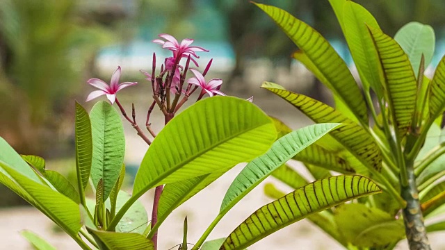 背景是热带沙滩上的红鸡蛋花和绿叶视频素材