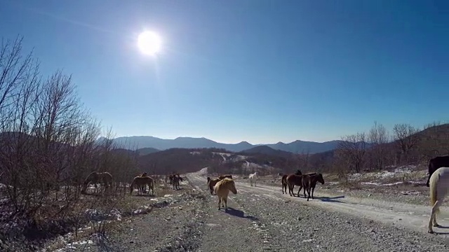 山路上的马视频素材